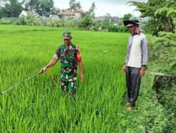 Penyemprotan Hama, Serka Sutrisno Bantu Warga Tawangsari