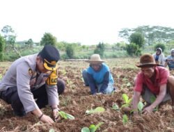 Polres Sumenep Dukung Peningkatan Ekonomi Petani Melalui Kegiatan Menanam Tembakau Bersama Masyarakat