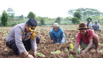 Polres Sumenep Dukung Peningkatan Ekonomi Petani Melalui Kegiatan Menanam Tembakau Bersama Masyarakat