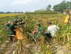 Dukung Ketahanan Pangan, Babinsa Koramil Garum Bantu Panen Jagung Warga Binaannya