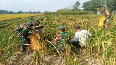 Dukung Ketahanan Pangan, Babinsa Koramil Garum Bantu Panen Jagung Warga Binaannya