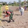 Jaga Ketahanan Pangan, Babinsa Tanggung Bantu Petani Tanam Jagung Hibrida