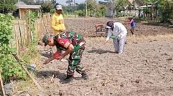 Jaga Ketahanan Pangan, Babinsa Tanggung Bantu Petani Tanam Jagung Hibrida