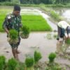 Aksi Nyata Dukung Ketahanan Pangan, Babinsa Desa Sidodadi Bantu Petani Cabut Benih Padi Siap Tanam