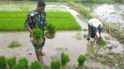 Aksi Nyata Dukung Ketahanan Pangan, Babinsa Desa Sidodadi Bantu Petani Cabut Benih Padi Siap Tanam