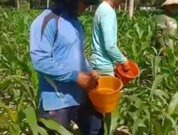 Polres Nganjuk Optimis Hasil Panen Jagung di Ngluyu dan Bagor Akan Memuaskan