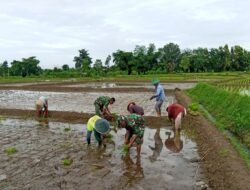 Babinsa Tawangsari Bersama PPL Dampingi Poktan Rejo Mulyo Tanam Padi