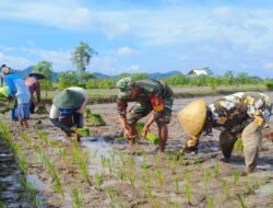 Optimalkan Luas Tambah Tanam, Babinsa Ponggok Dampingi Kelompok Tani Mulyo Tanam Padi   Blitar