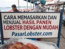 Cara Memasarkan dan Menjual Hasil Panen Lobster dengan Mudah