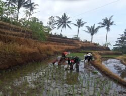 Fokus Penambahan Luas Tanam, Babinsa Desa Sumber Urip Konsisten Dampingi Tanam Padi