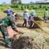 Babinsa Koramil Nglegok, Dampingi Penyerapan Gabah Panen Petani Oleh Bulog Di Blitar