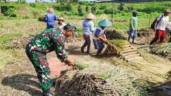 Babinsa Koramil Nglegok, Dampingi Penyerapan Gabah Panen Petani Oleh Bulog Di Blitar