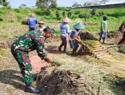 Babinsa Koramil Nglegok, Dampingi Penyerapan Gabah Panen Petani Oleh Bulog Di Blitar