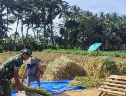 Sukseskan Swasembada Pangan, Babinsa Karangrejo Bantu Petani Panen Padi