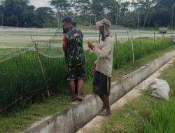 Lindungi Padi Dari Serangan Hama Burung, Babinsa Ngembul Bantu Petani Pasang Jaring