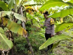 Bhabinkamtibmas Kurungrejo Cek Perkembangan Lahan Ketahanan Pangan