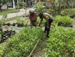 Dukung Ketahanan Pangan, Bhabinkamtibmas Polsek Lengkong Panen Kangkung dan Terong di Lahan Warga