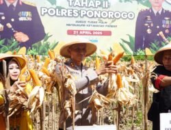 Polisi dan Warga Tani Panen Raya Jagung Hibrida Bhayangkara Tahap II di Ponorogo