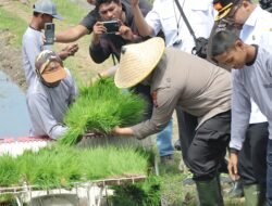 Nganjuk Dukung Swasembada Pangan Lewat Gerakan Tanam Padi Serentak