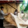 Polsek Ngronggot Bongkar Lokasi Diduga Perjudian Sabung Ayam