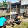 Budidaya Ayam Semi Umbaran di Pekarangan, Warga Kedungrejo Dukung Ketahanan Pangan