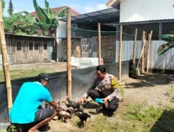 Budidaya Ayam Semi Umbaran di Pekarangan, Warga Kedungrejo Dukung Ketahanan Pangan