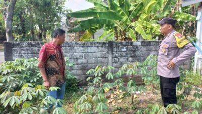Optimalisasi Pekarangan, Warga Sugihwaras Dukung Ketahanan Pangan Lewat Tanaman Singkong