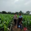 Dukung Ketahanan Pangan, Polres Nganjuk Dampingi Petani Jagung Tingkatkan Produksi di Kedungmlaten