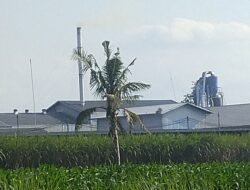 Keresahan Warga Gedangsewu Dengan Adanya Polusi Pabrik Pengolahan Kayu