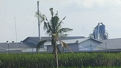 Keresahan Warga Gedangsewu Dengan Adanya Polusi Pabrik Pengolahan Kayu