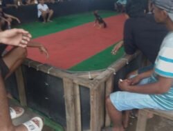 Lapor Pak Kapolres: Sabung Ayam Pogalan-Trenggalek Luput Dari Pantauan.