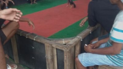 Lapor Pak Kapolres: Sabung Ayam Pogalan-Trenggalek Luput Dari Pantauan.