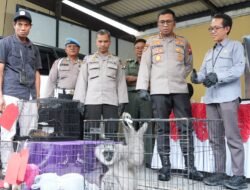 Polresta Sidoarjo Ungkap Perdagangan Ilegal Satwa Lindung Jaringan Internasional