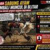 Diduga Aktivitas Sabung Ayam Kembali Muncul di Blitar, Warga Minta Aparat Bertindak