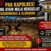 Lapor Pak Kapolres: Sabung Ayam Mulai Menggeliat Di Sugihwaras & Klurahan.
